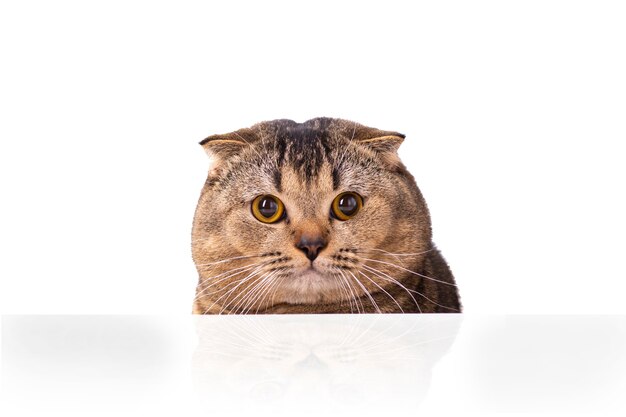 Um gato marrom scottish fold com olhos amarelos espiando por trás de uma mesa branca