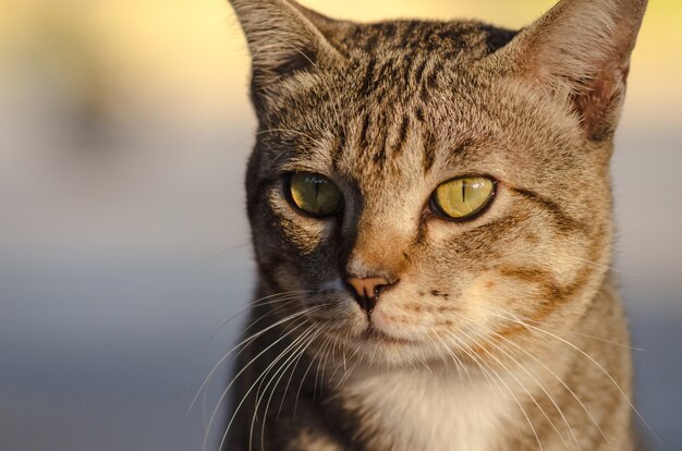 Um gato marrom tailandês.