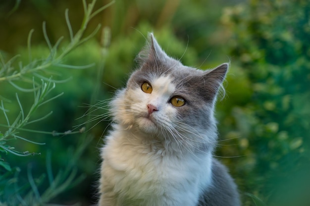 Um gato muito fofo está sentado no prado Conceito de estilo de vida saudável e ativo para animais de estimação Gato no jardim Retrato de gato fecha