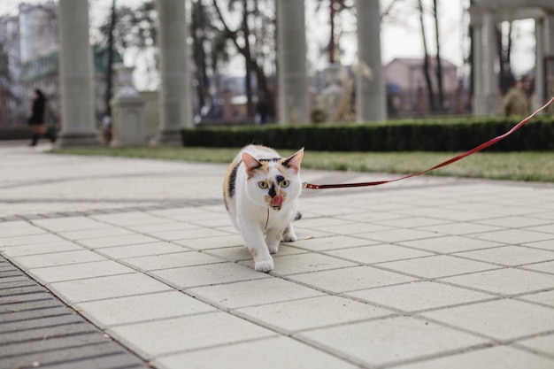 Um gato na coleira caminha na calçada