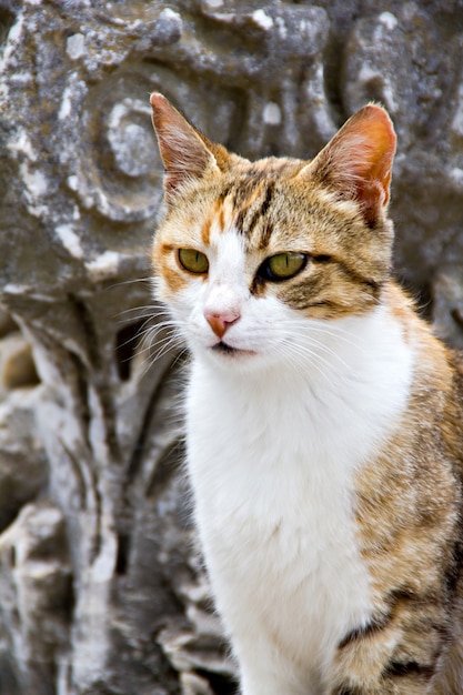 Um gato na colonização da antiga cidade de Éfeso, Turquia