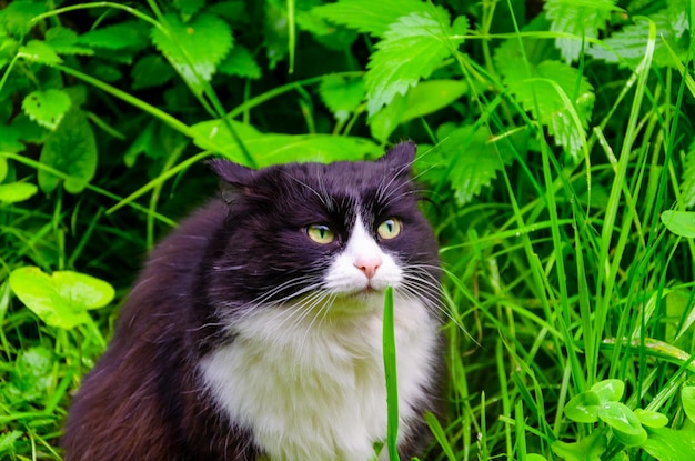 Um gato na grama está olhando para a câmera.