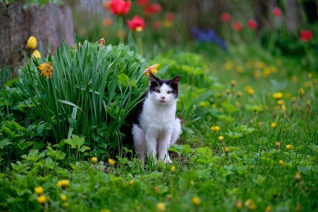 Um gato na grama verde na natureza