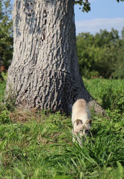 Foto um gato na grama