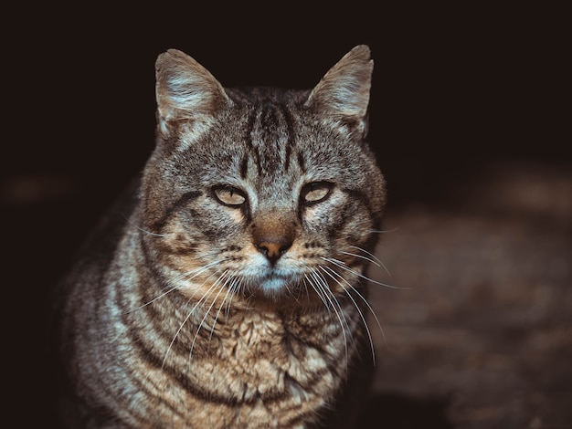 Um gato olhando para frente