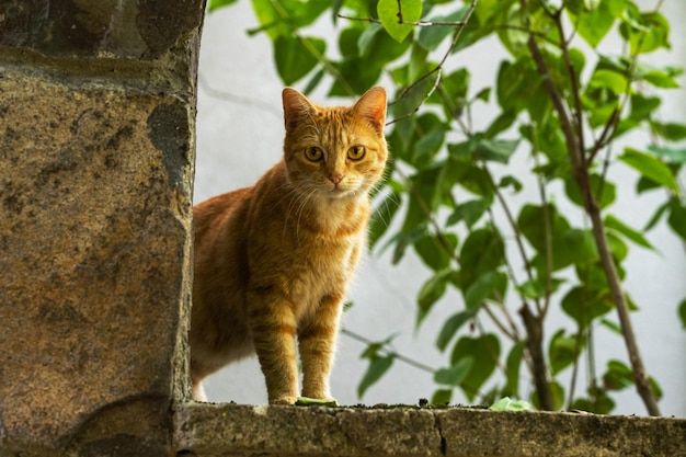 Um gato olhando pela janela