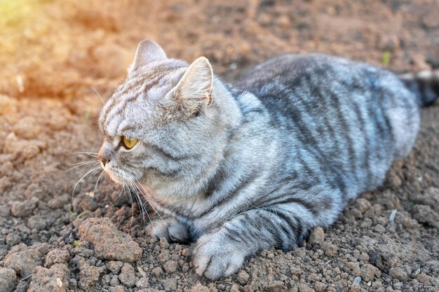 Um gato peludo cinza com uma aparência séria está sentado no chão