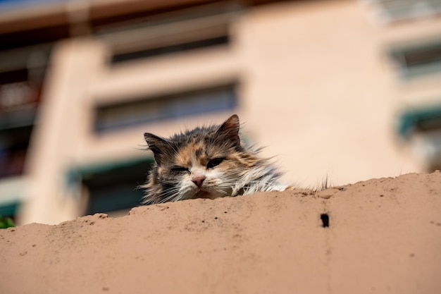 Foto um gato perdido peludo a olhar para baixo vigilante.