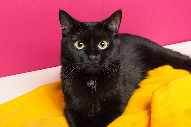 Um gato preto bonito bonito encontra-se em uma manta de lã amarela brilhante em casa. Cuidando dos animais.