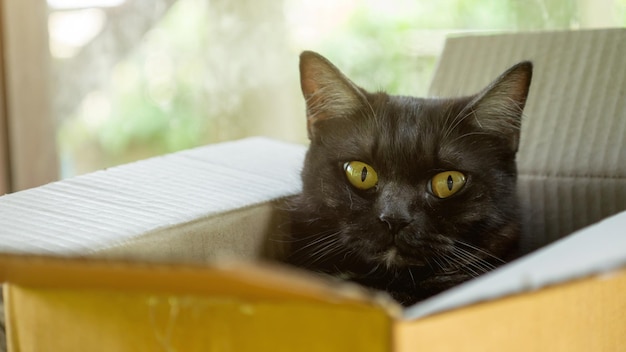 Foto um gato preto bonito deitado numa caixa.