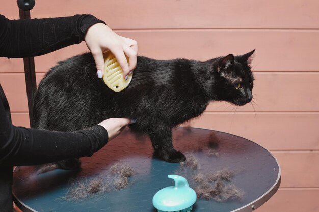 Foto um gato preto bonito é penteado por um penteador