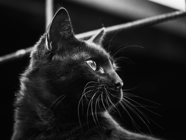 Foto um gato preto de perfil