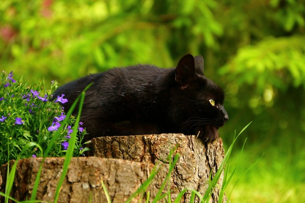 Um gato preto deitado em um toco no jardim