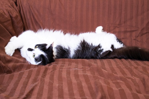 Um gato preto e branco brincalhão encontra-se