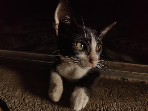 Um gato preto e branco com olhos amarelos e rosto preto e branco