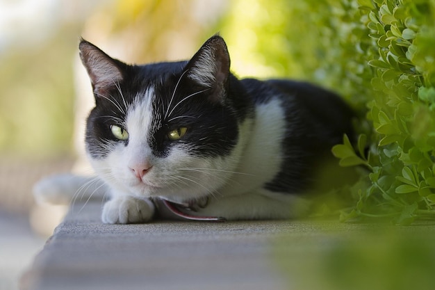 Um gato preto e branco com olhos verdes encontra-se nos degraus do quintal.