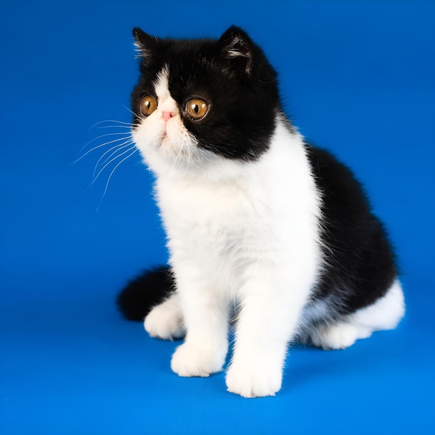 um gato preto e branco com rosto branco e olhos castanhos.