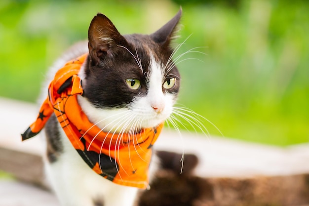 Um gato preto e branco em uma bandana para o feriado de Halloween Um gato em um fundo de grama