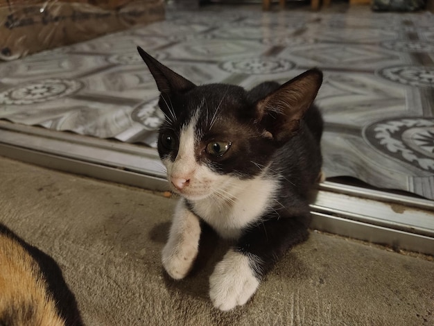 Um gato preto e branco está sentado em um tapete.