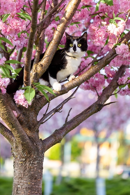 Um gato preto e branco está sentado em uma árvore de sakura. Sakura em flor.