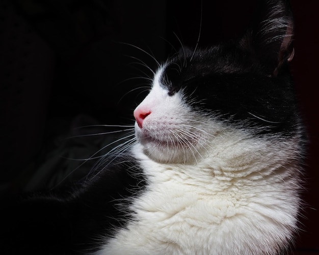 Um gato preto e branco irritado ou arrogante com um longo bigode branco em um fundo preto o gato virou o nervo para o lado