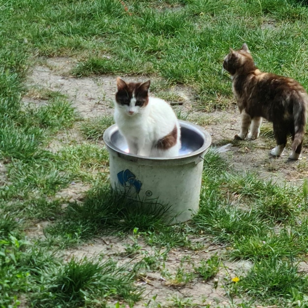 Um gato preto e branco no balde