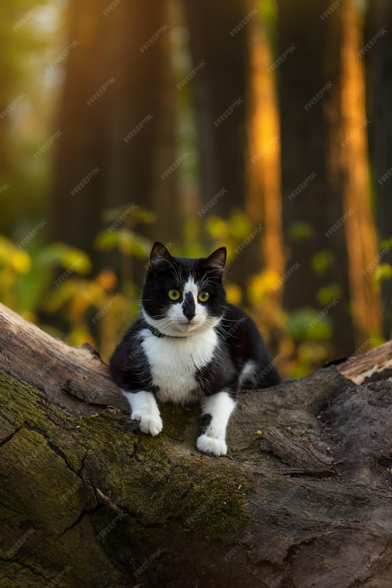 Jogo do gato preto foto de stock. Imagem de preto, isolado - 18338148