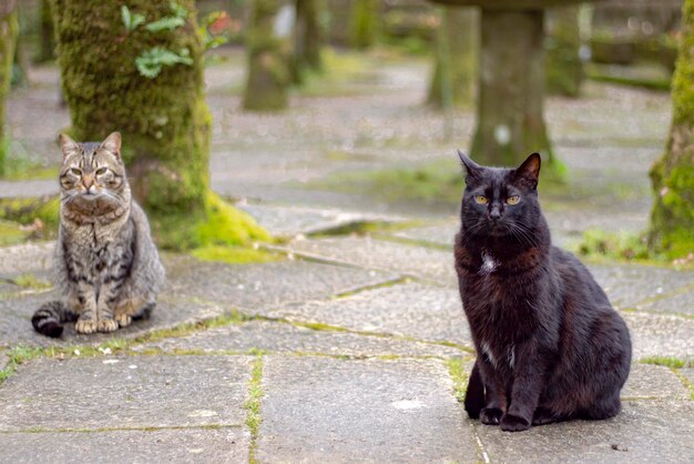 Foto um gato preto e um gato cinzento olham para a câmera sentados na pedra de um terraço com árvores