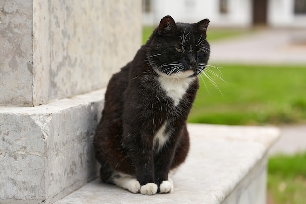 Um gato preto fofo sentado em um pedestal de granito em um dia de verão