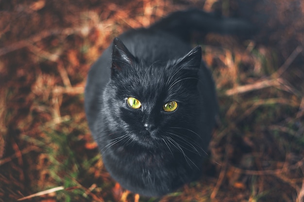 Um gato preto olhando com olhos amarelos brilhantes.