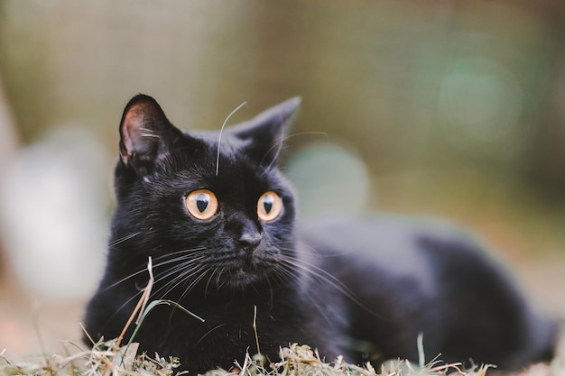 Um gato preto scottish fold sentado na grama olhando para o lado