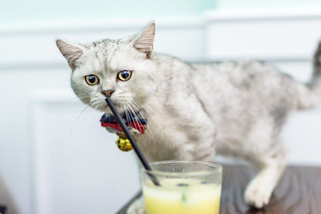 Um gato que quer uma bebida