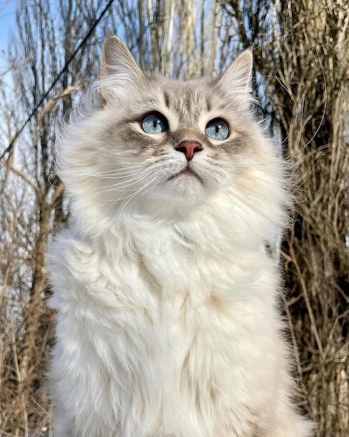 Um gato ragdoll com olhos azuis está na frente de uma floresta.