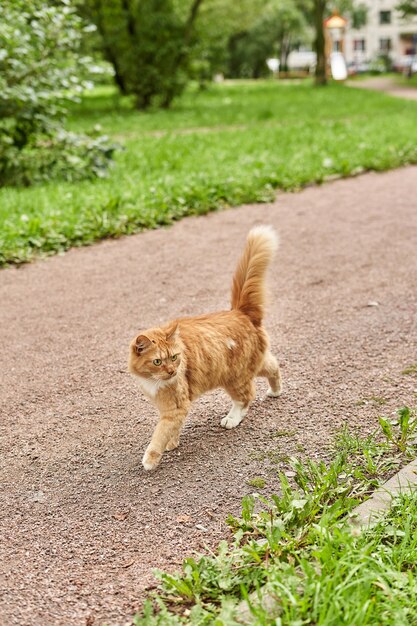 Um gato ruivo caminha ao longo do caminho do parque ao longo da grama verde com sua cauda fofa levantada