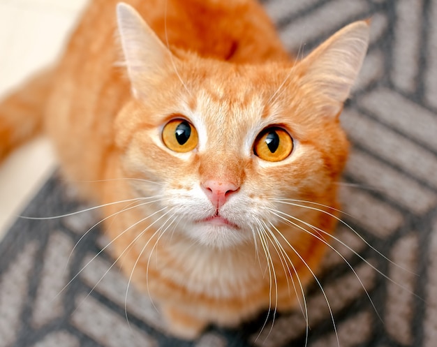 Foto um gato ruivo com olhos enormes e redondos olha atentamente e com cautela