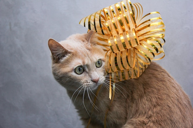 Um gato ruivo com um grande laço dourado de presente de natal nas costas