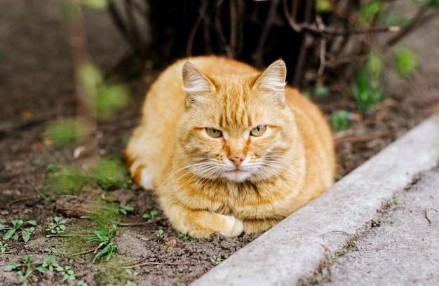 Um gato ruivo está deitado sob um arbusto