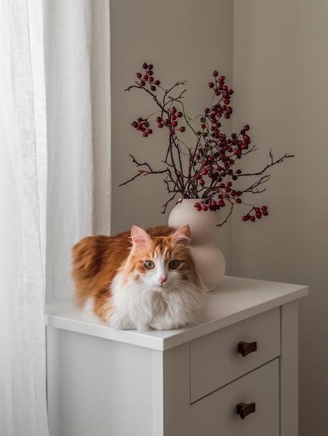 Um gato ruivo está sentado em uma cômoda de madeira branca com um buquê de Natal em um vaso de cerâmica