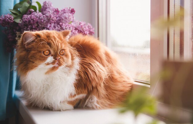 Um gato ruivo fofo senta-se no parapeito da janela e olha pela janela.