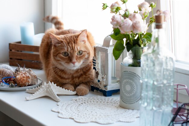 Um gato ruivo fofo sentado em um peitoril da janela.