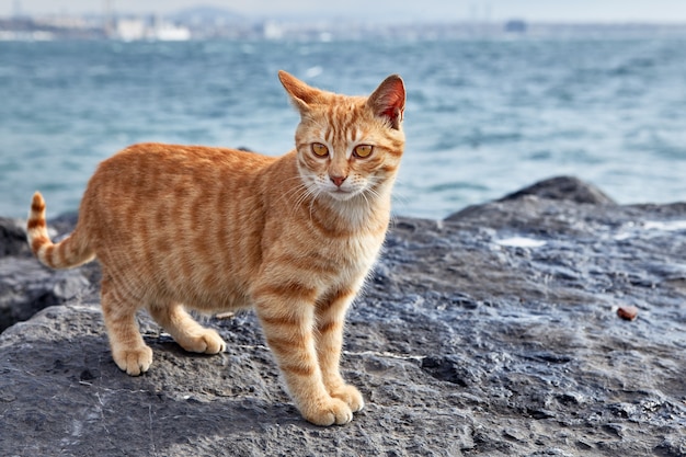 Um gato ruivo listrado em um penhasco costeiro de Golden Horn Bay em Istambul, Turquia