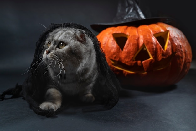 Um gato scottish fold de raça pura com véu preto sentado contra o fundo de jack o lantern.