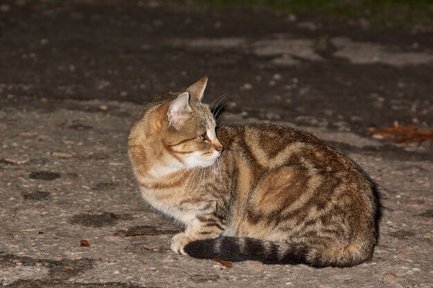 Um gato sem-teto senta na estrada e espera os doces das pessoas que passam.