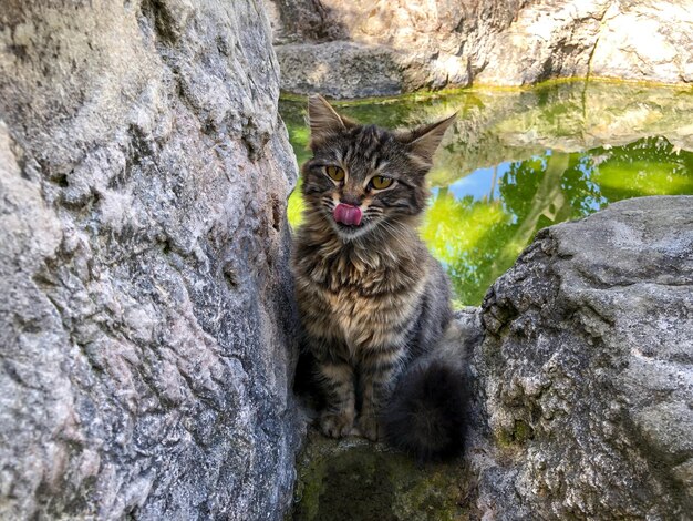 Foto um gato senta-se entre pedras e água.