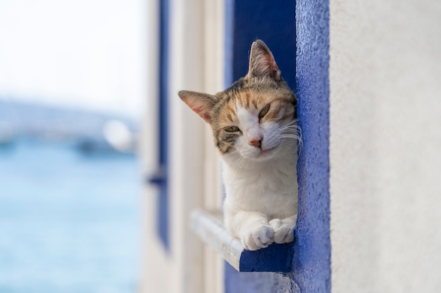 Um gato senta-se no parapeito de uma janela perto do mar, na cidade turística de Bodrum, na Turquia. Fechar-se