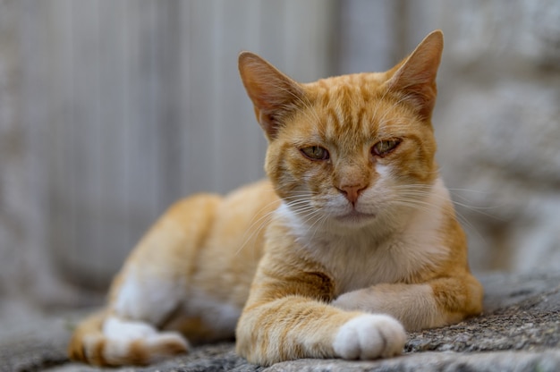 Um gato sentado na calçada na cidade velha de kotor, montenegro