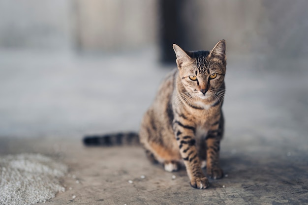 Um gato sentado na sala de concreto, orgulhosamente sozinho.