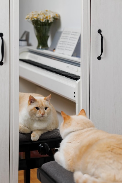 Um gato sério e gordo se olha como um espelho e procura inspiração