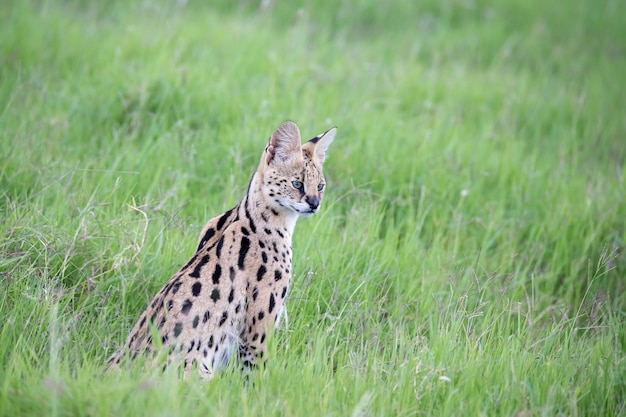 Um gato serval nas pastagens da savana