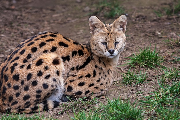 Um gato serval senta-se no chão.